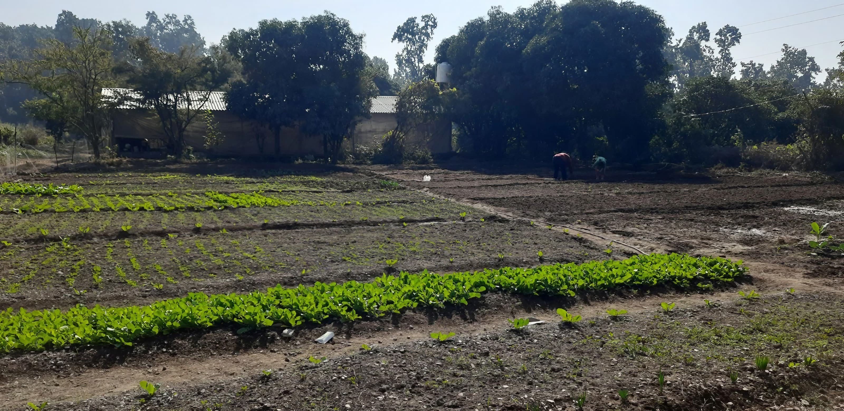 Doon Gooseberry Farm - Farm-Fresh Gooseberry Products from the Himalayas