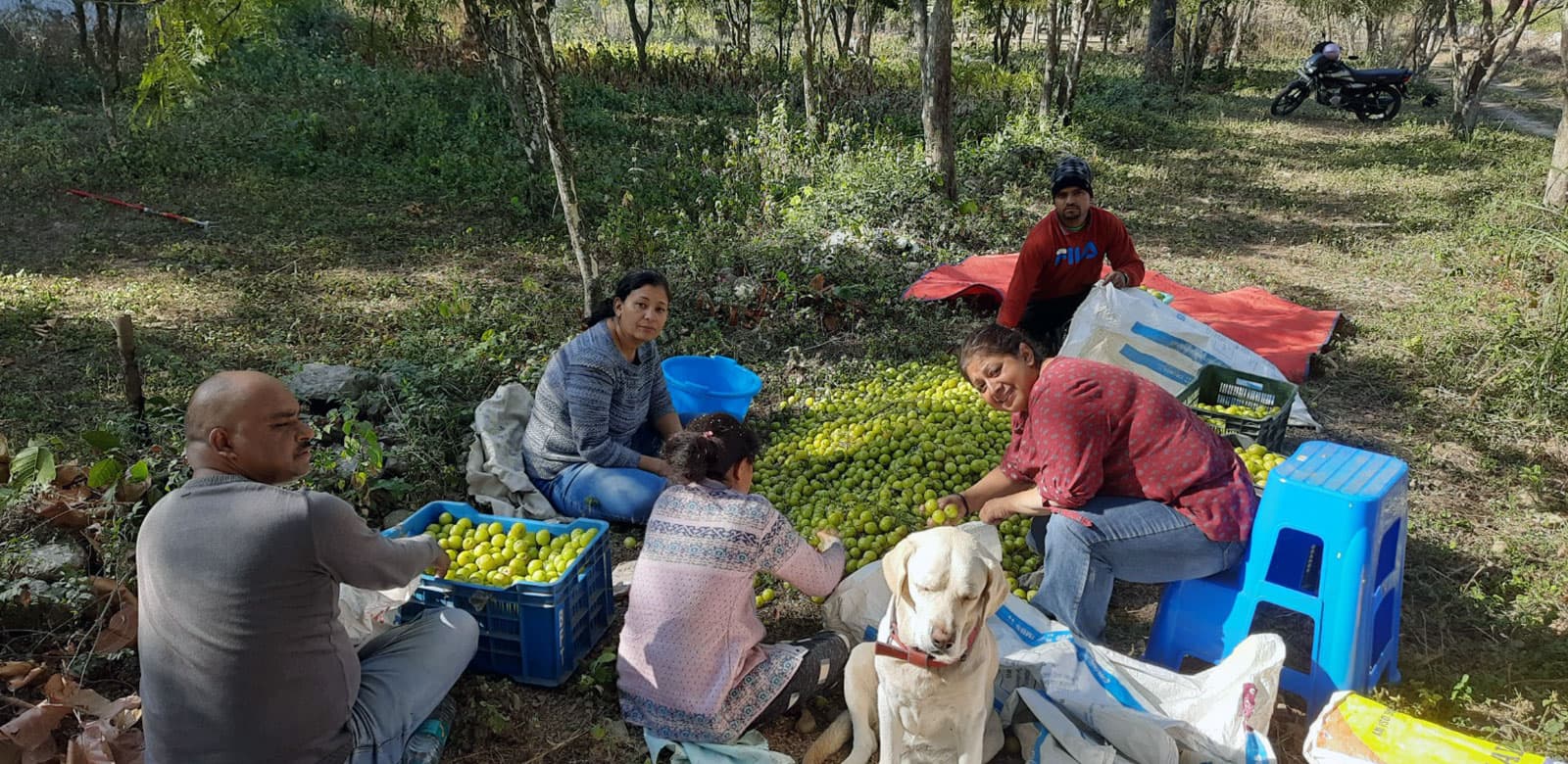 Doon Gooseberry Farm - Farm-Fresh Gooseberry Products from the Himalayas