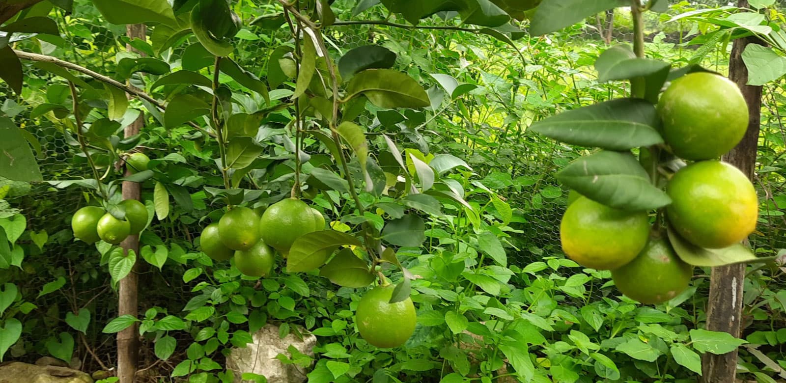 Doon Gooseberry Farm - Farm-Fresh Gooseberry Products from the Himalayas