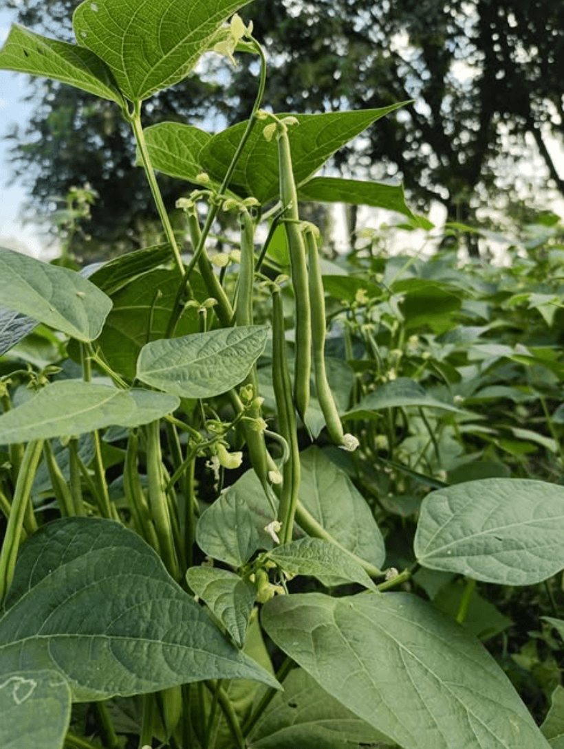 Grown slow, grown right , DoonGooseberry Farm #SustainableFarming #FarmFresh