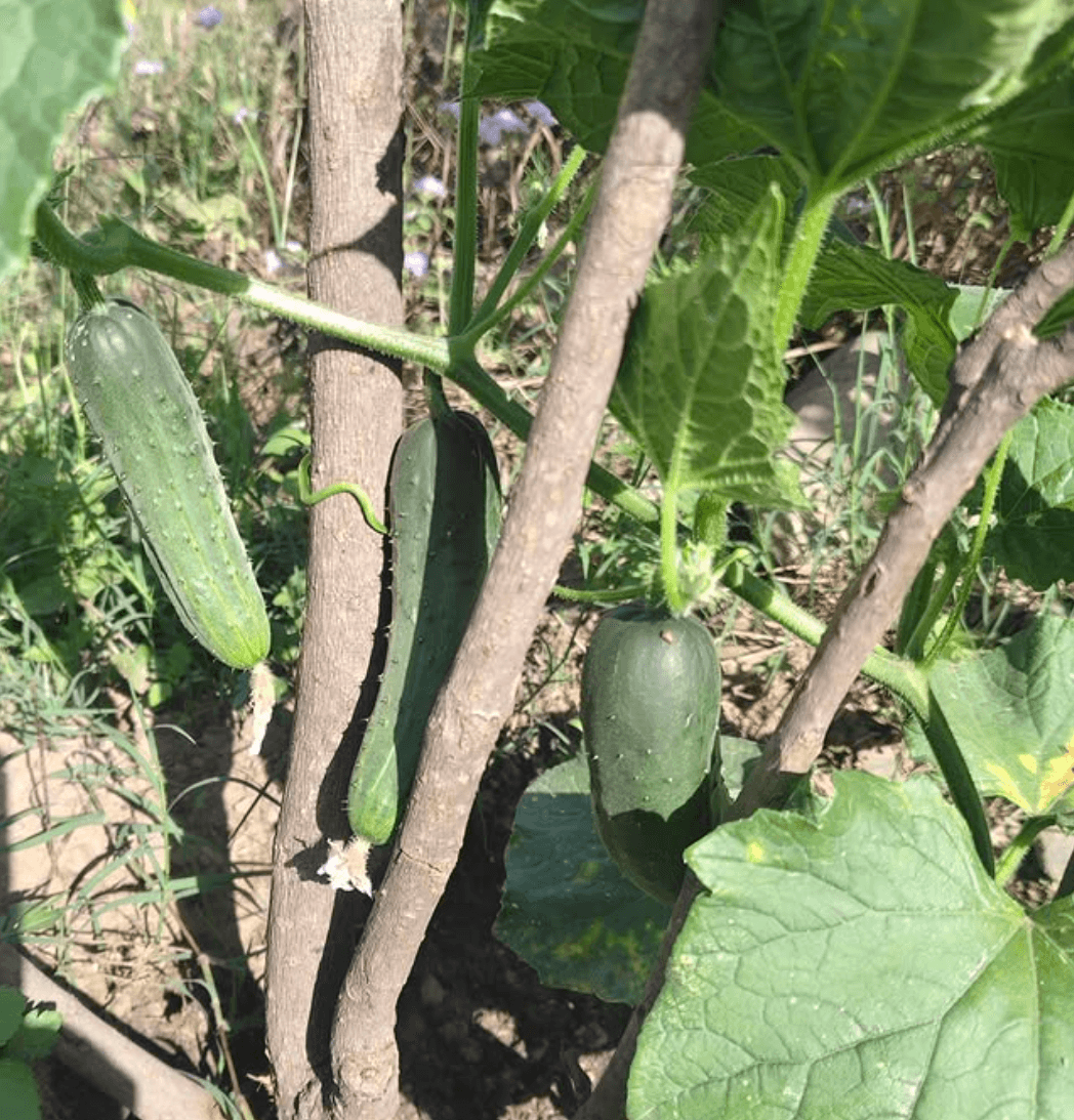 DoonGooseberry Farm के खीरे – No chemicals, only natural swag!